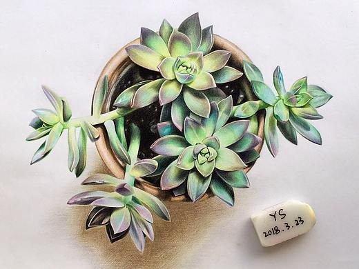 彩铅——多肉植物