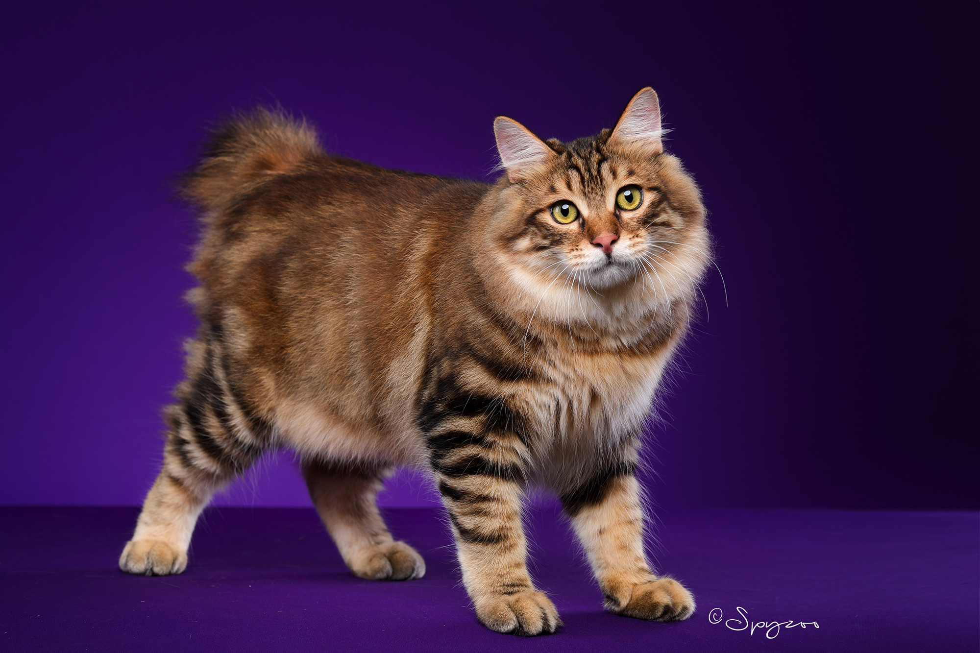 spyzoo大连wcf现场拍摄的千岛短尾猫|摄影|宠物摄影|spyzoo - 原创作