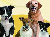 寵物展架（個(gè)人主頁(yè)-ZNDA2MTYzOTY=） - 海報(bào) - 站酷設(shè)計(jì)師張先參原創(chuàng)素材 - 站酷ZCOOL