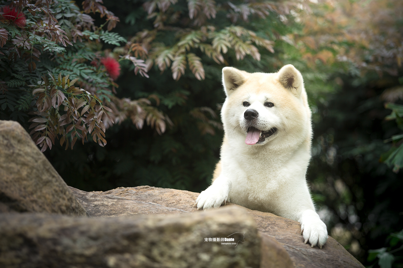 广东佛山 大头威 秋田犬|摄影|宠物摄影|dantephoto - 原创作品 - 站酷 (ZCOOL)