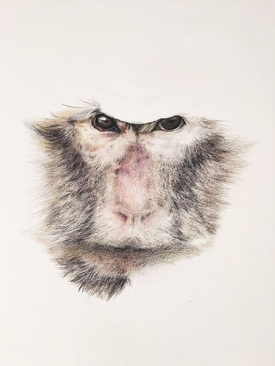 彩铅手绘猴子