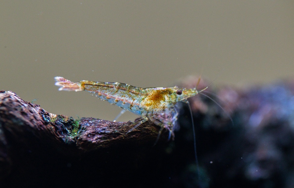 办公室小方缸（图ZMTM3NjIwMTY0） - 绘画 - 站酷设计师野蛮驴友原创素材 - 站酷ZCOOL