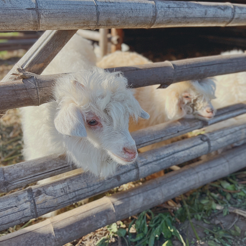 手机拍摄-汕头-科牧羊场