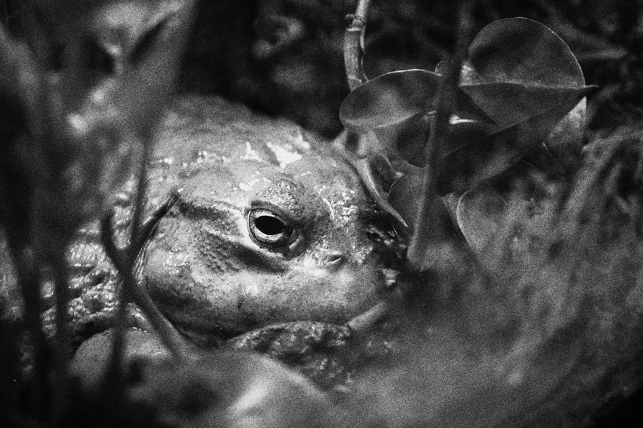 《北京动物园》略伤感（图ZMTA1MzM2NDg0） - 宠物摄影 - 站酷设计师不是扶桑原创素材 - 站酷ZCOOL