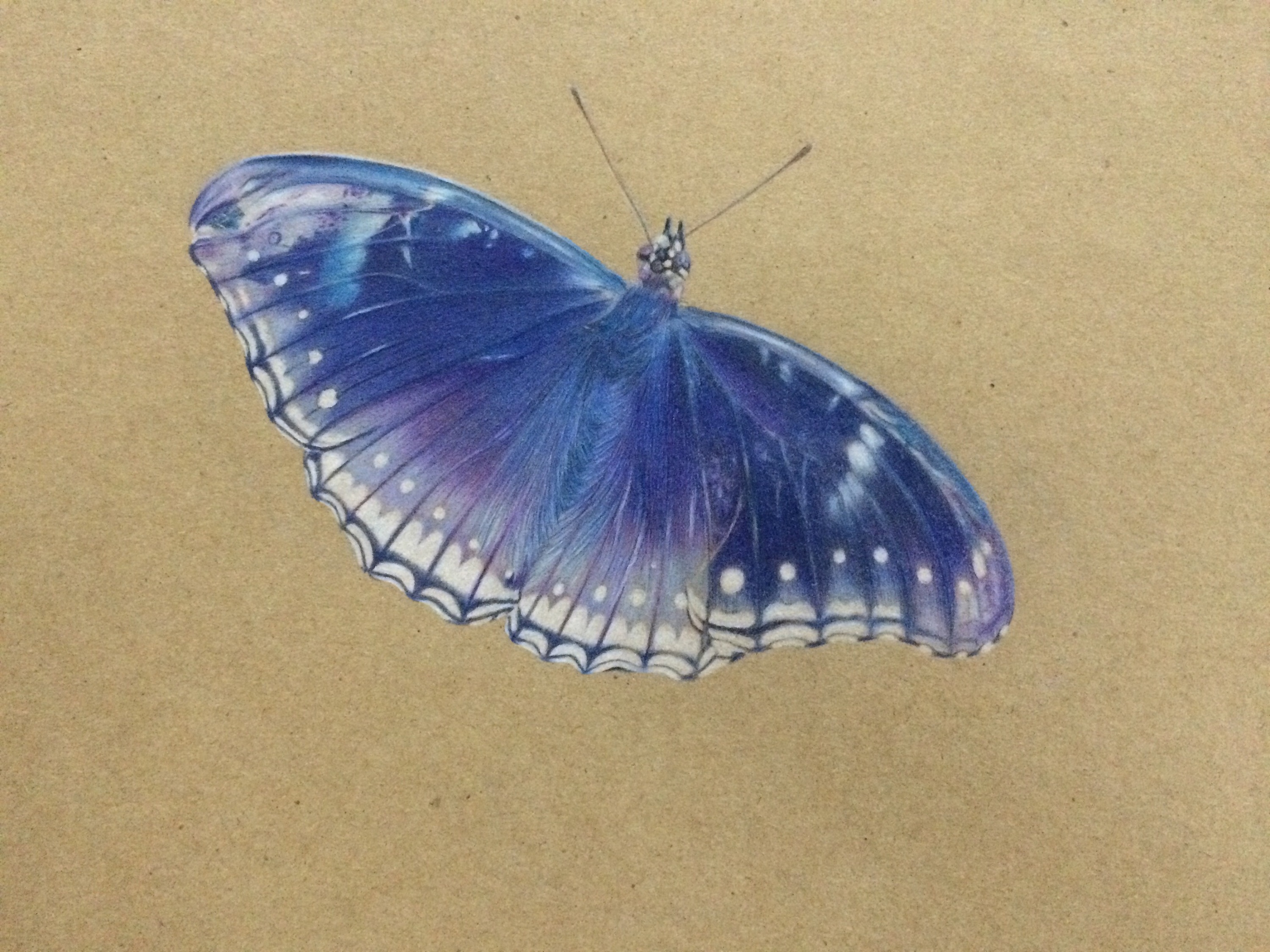 有色纸彩铅涂鸦蝴蝶