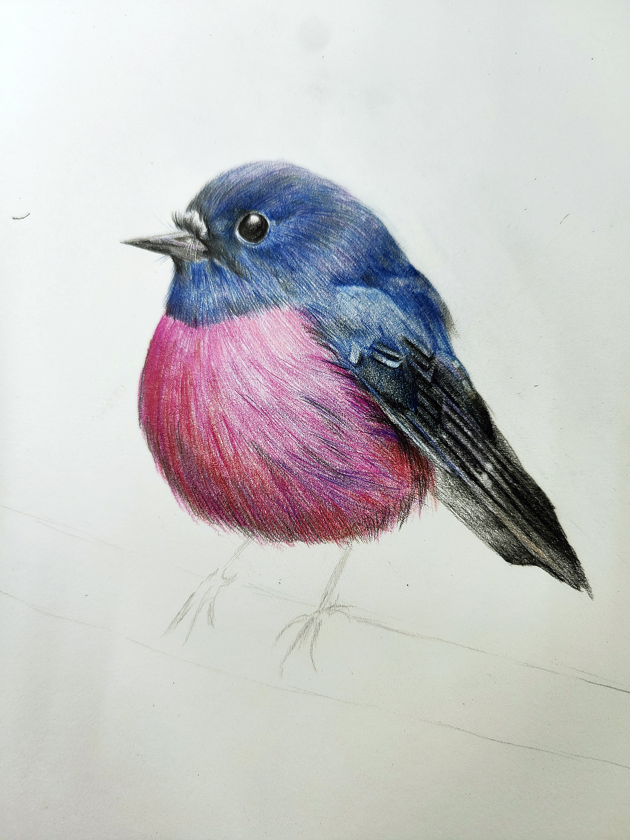 知更鳥（圖ZMjM1NzE0OTk2） - 繪畫 - 站酷設(shè)計師可小萌kiko原創(chuàng)素材 - 站酷ZCOOL