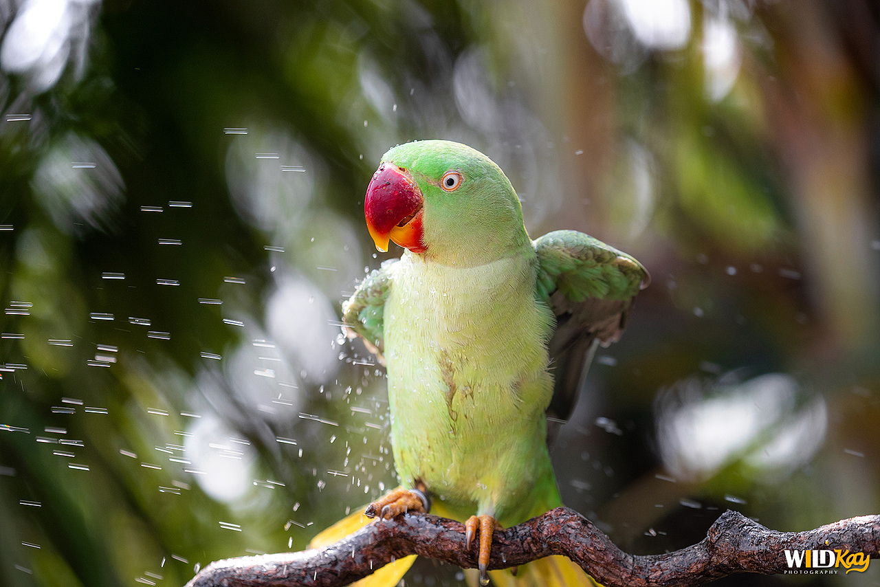 《生命和爱365》合集 I（图ZMTg0NTAwMjMy） - 宠物摄影 - 站酷设计师WildKay原创素材 - 站酷ZCOOL