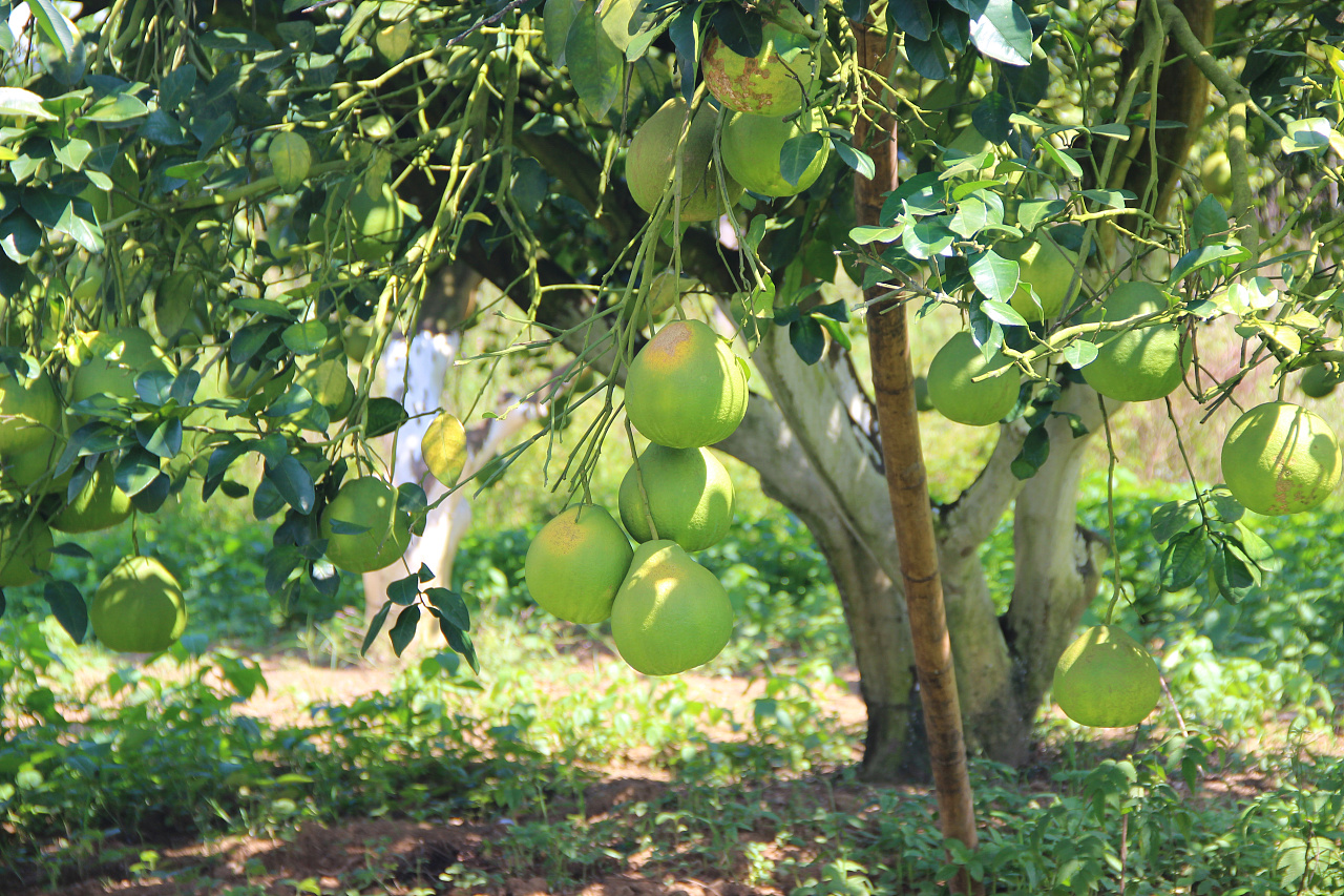 自然风光 柚子园