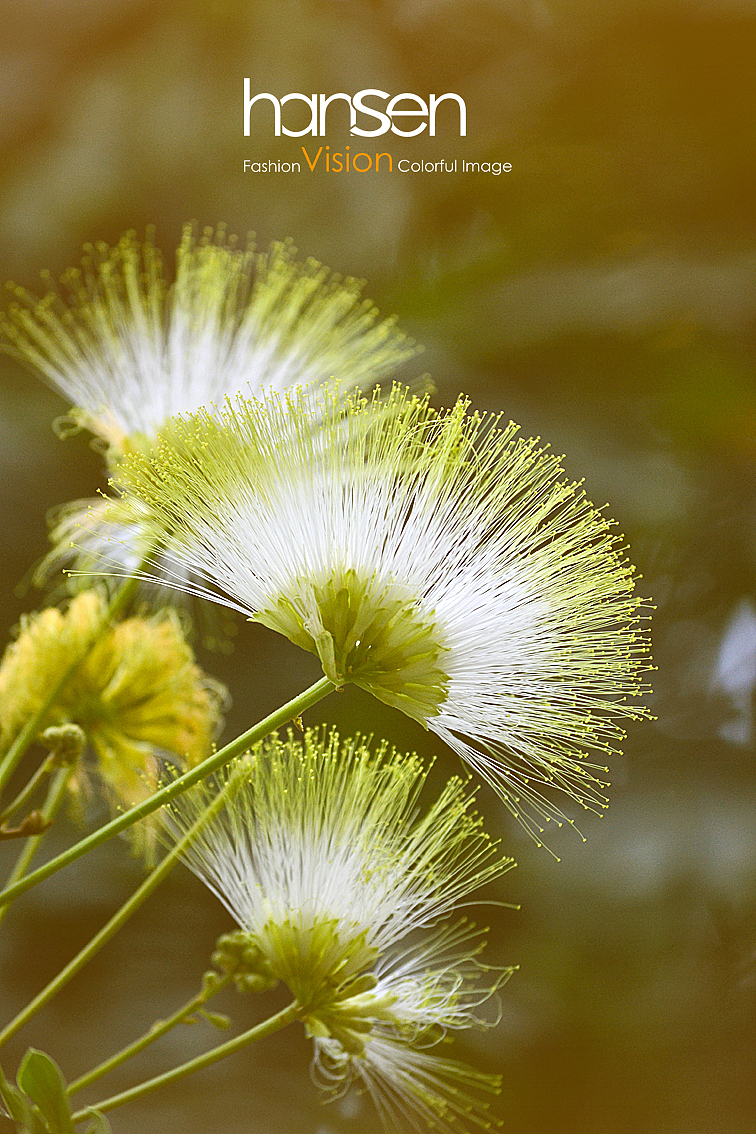 夜合欢,恰似孔雀又开屏!