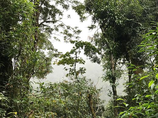 浓雾中屏边大围山风光