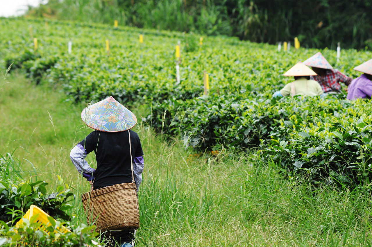夏季避暑茶旅线路：安徽黄山-探索丝路上松萝茶神秘之旅路线