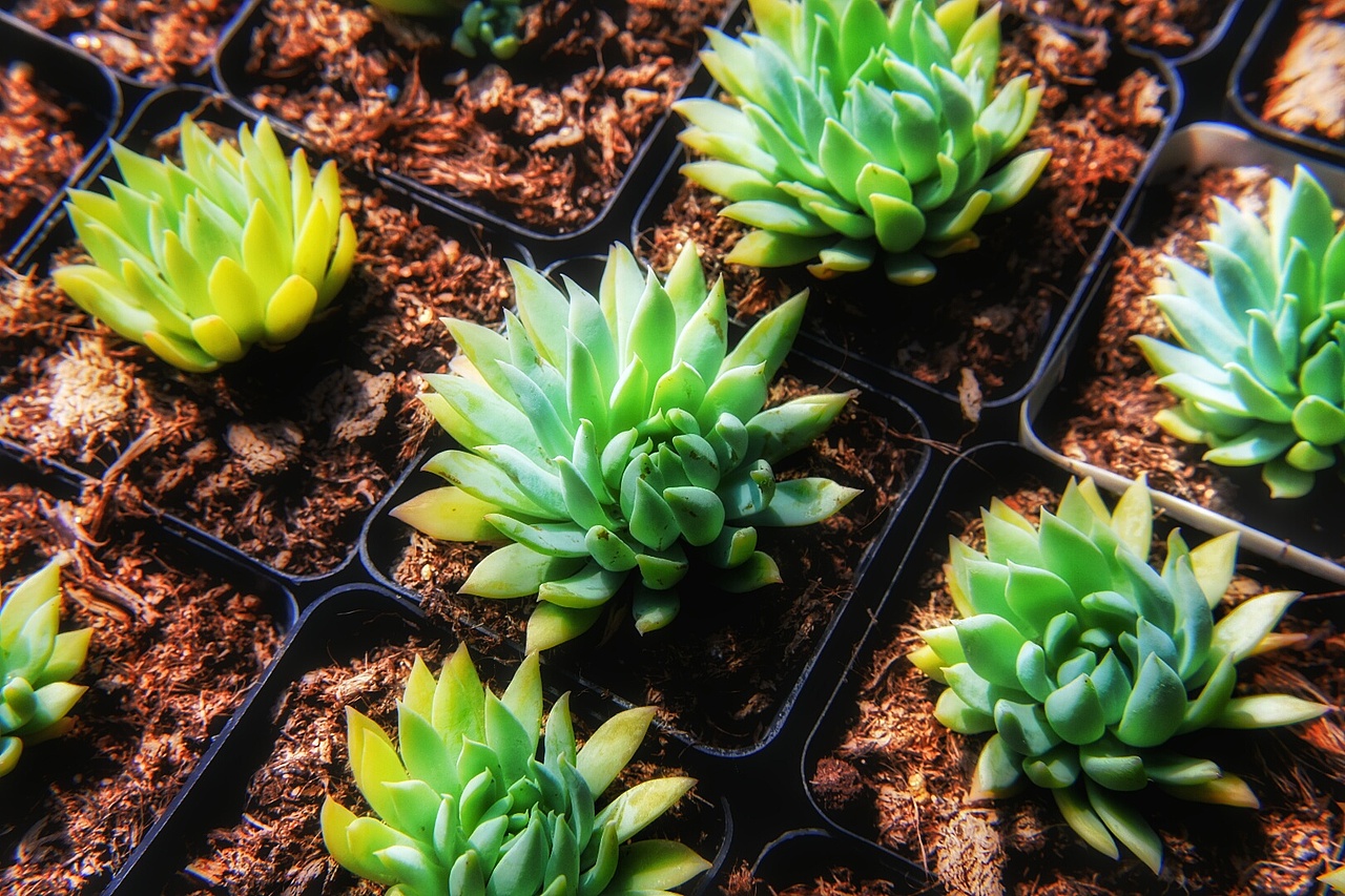 又是一大波多肉袭来