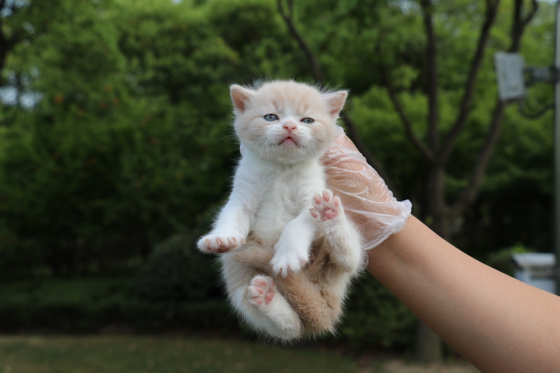 英国短毛猫 黄色 0502英短-乳白公-蛋黄-27day410g