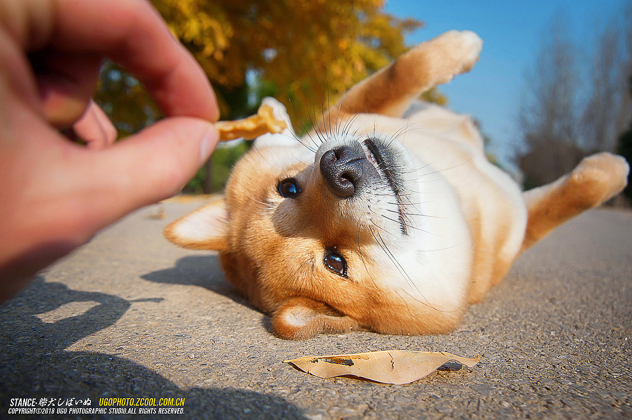 柴犬しばいぬ专辑【动物摄影师何某某个人作品21】（图ZMTE1MzM0OTc2） - 宠物摄影 - 站酷设计师超级何某某原创素材 - 站酷ZCOOL