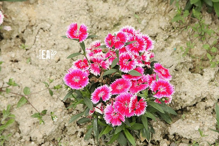 那些年拍过的花儿