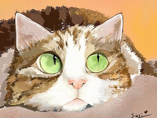 猫咪合集