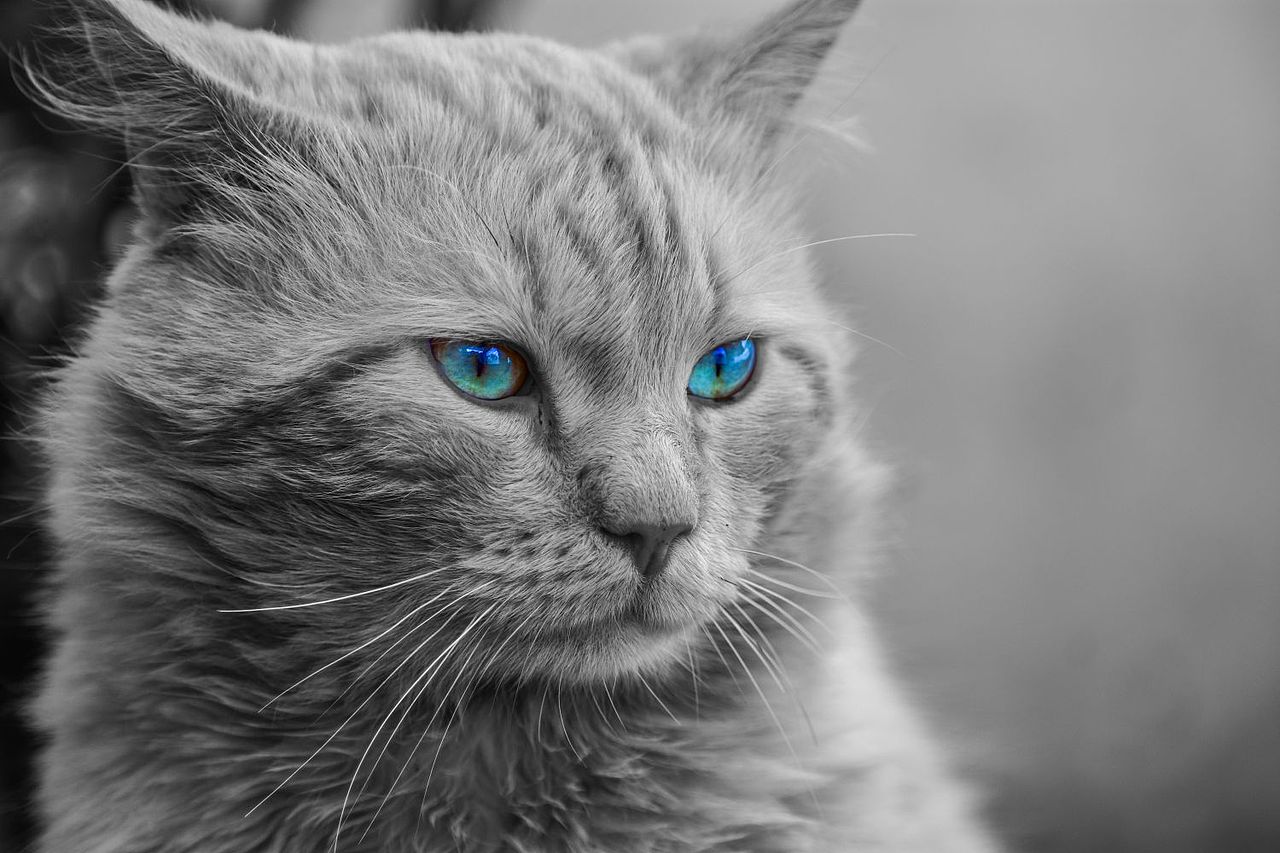 摄影作品欣赏-一堆可爱的猫猫