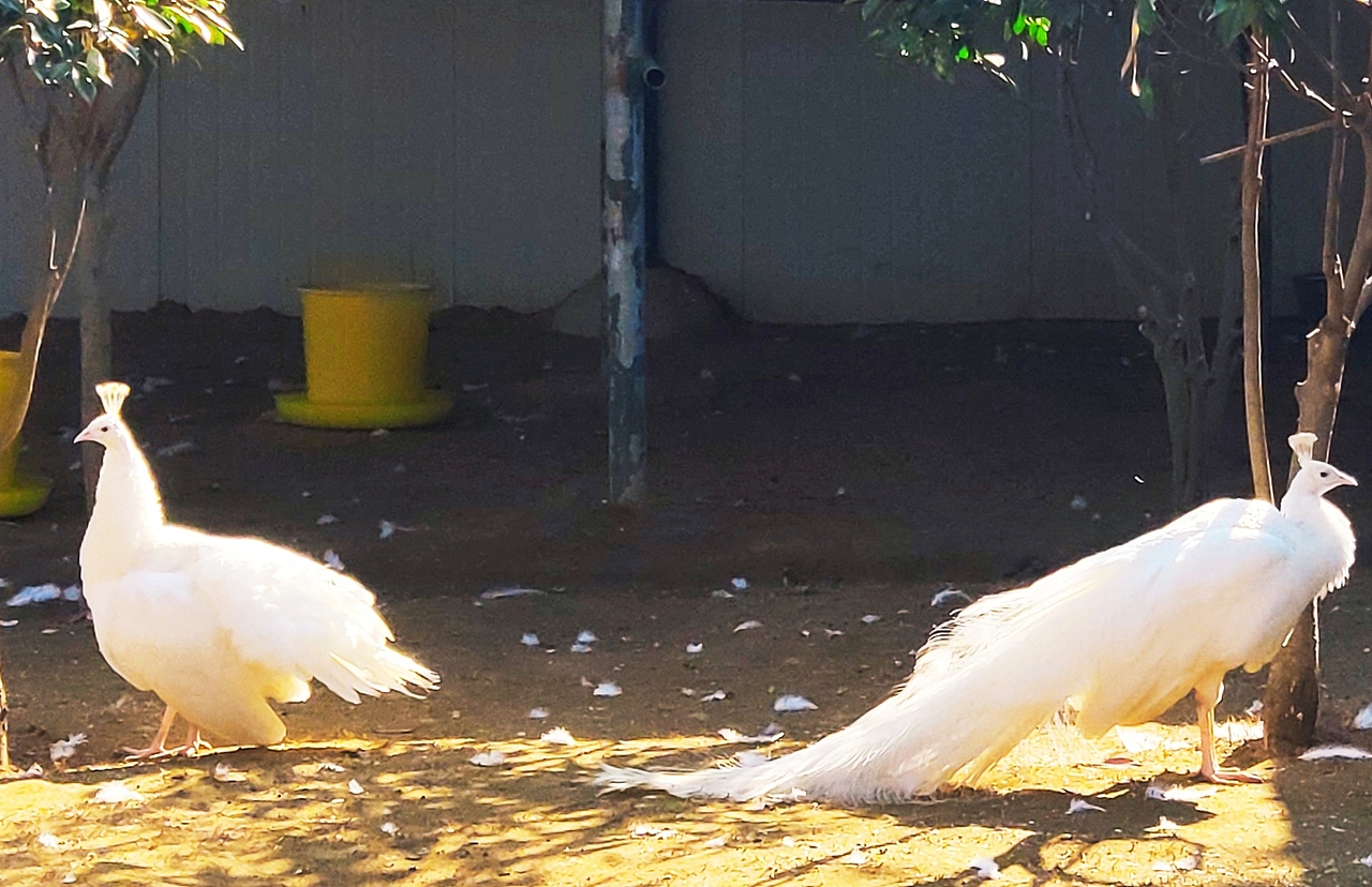 浪漫至死不渝（图ZMjQyNzkwNzA4） - 宠物摄影 - 站酷设计师野原无力原创素材 - 站酷ZCOOL