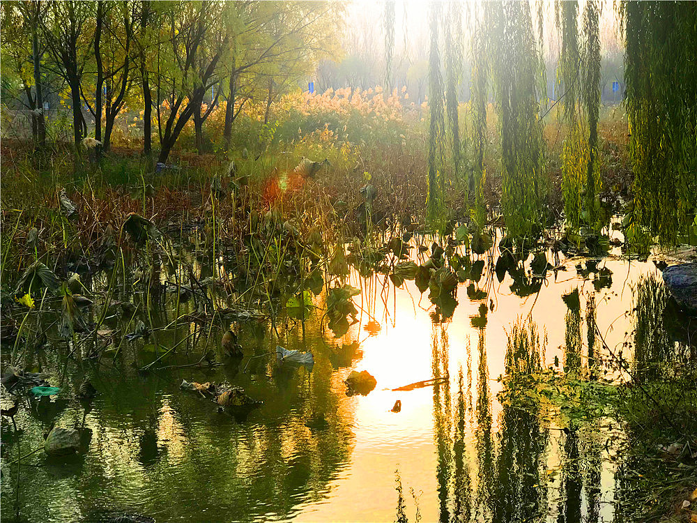  刘勇良手机纪实摄影：杨柳依依