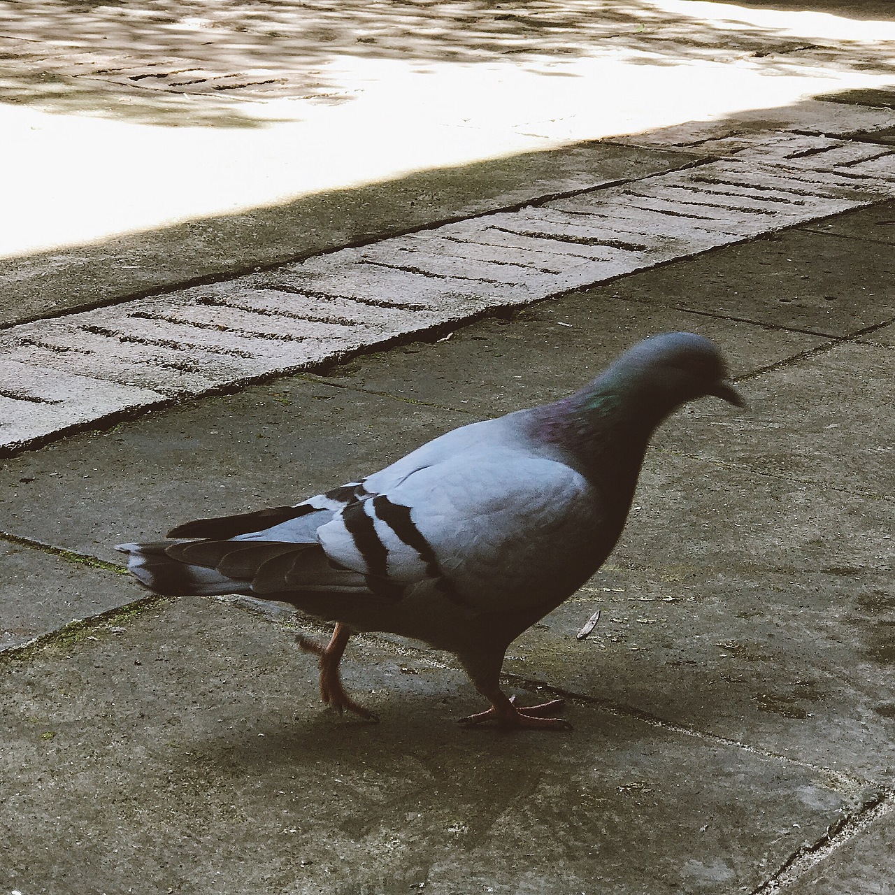 《2017年05月手机摄影精选》