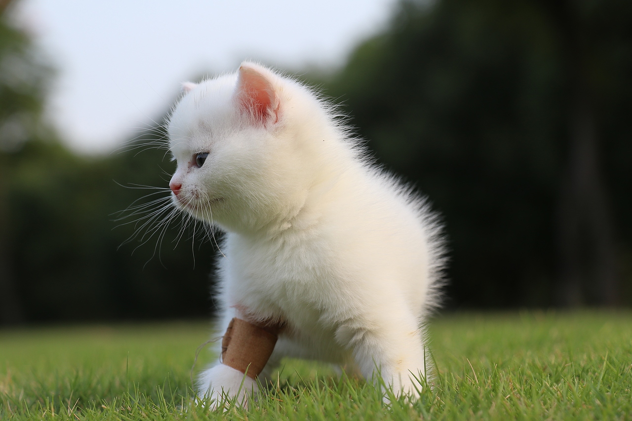 803英短纯白-公-34day478g