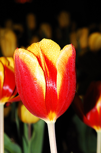 冒着冻雨拍的郁金香