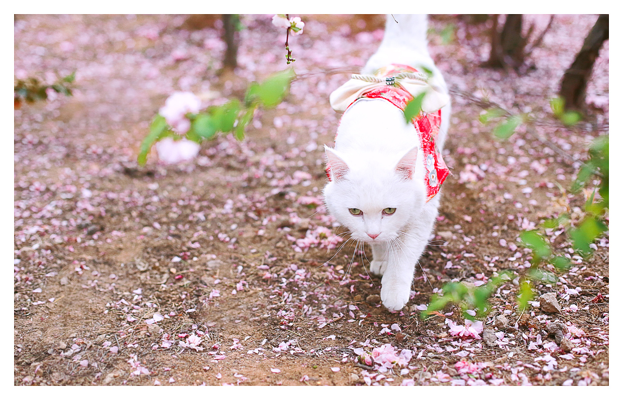 东方不败（图ZNTA3MzY0MzI=） - 宠物摄影 - 站酷设计师l784028626原创素材 - 站酷ZCOOL