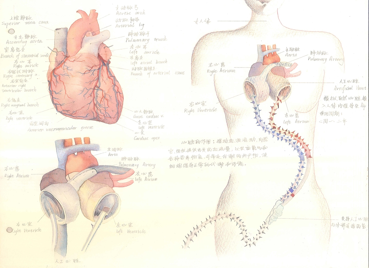 《解剖》（图ZOTI1NzE2MDg=） - 艺术插画 - 站酷设计师邓米奇V原创素材 - 站酷ZCOOL