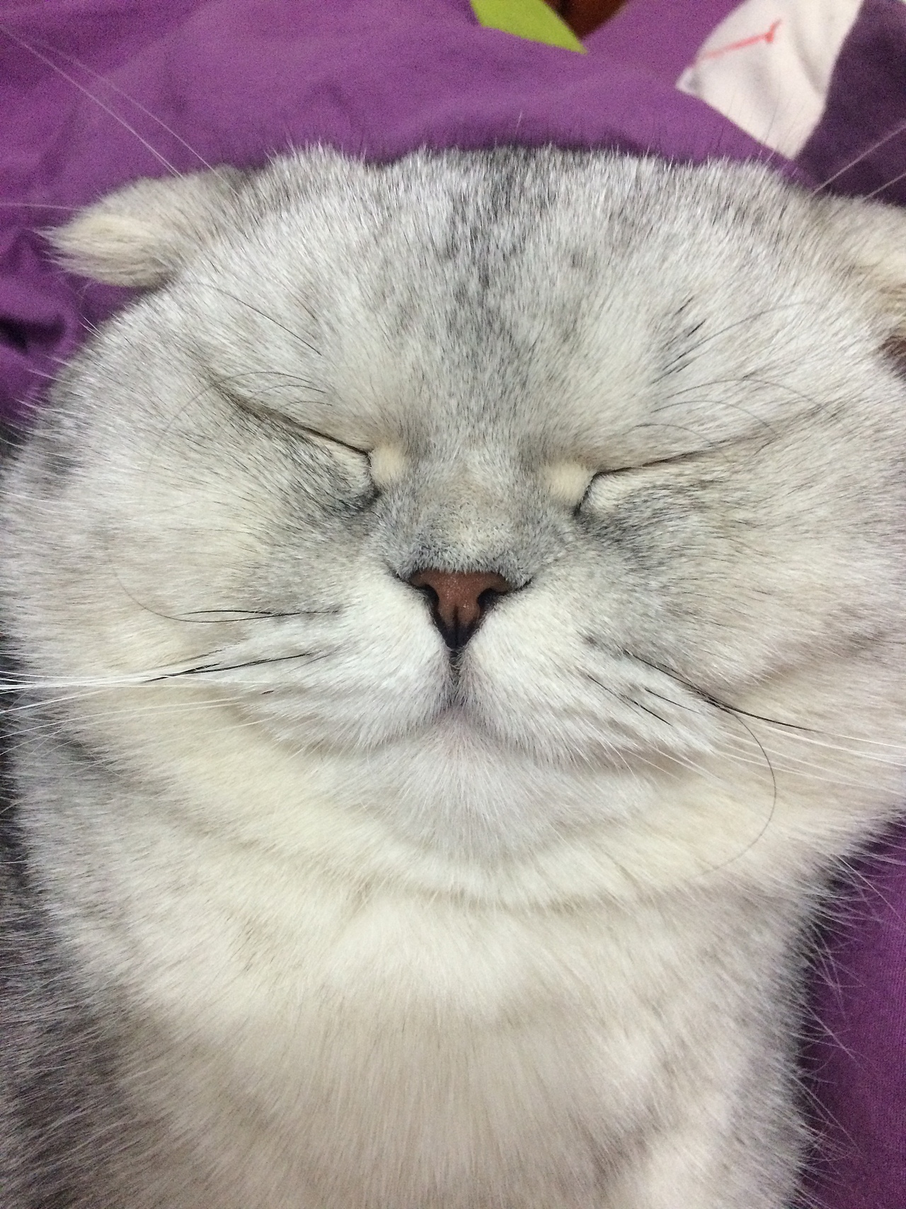 看朕的大脸,萌死你