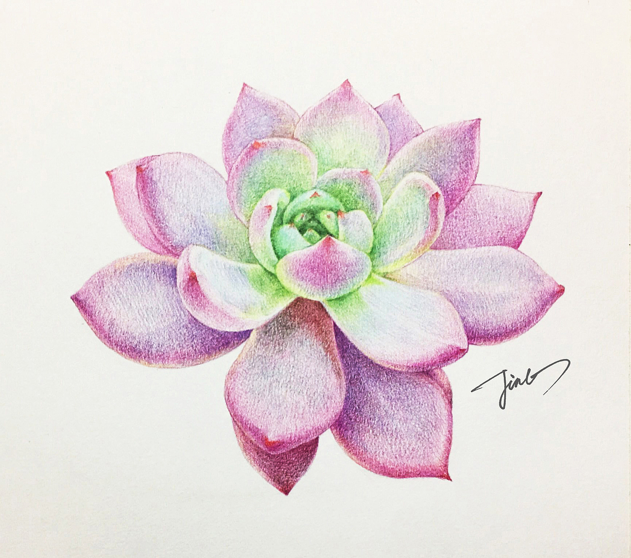 彩铅画作品-多肉植物系列（图ZMjQxOTcyNDc2） - 绘画 - 站酷设计师JINGPP7777原创素材 - 站酷ZCOOL