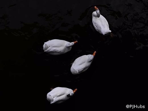 动物-鹅（个人主页-ZMzg0ODQ2MDQ=） - 宠物摄影 - 站酷设计师PJHubs原创素材 - 站酷ZCOOL