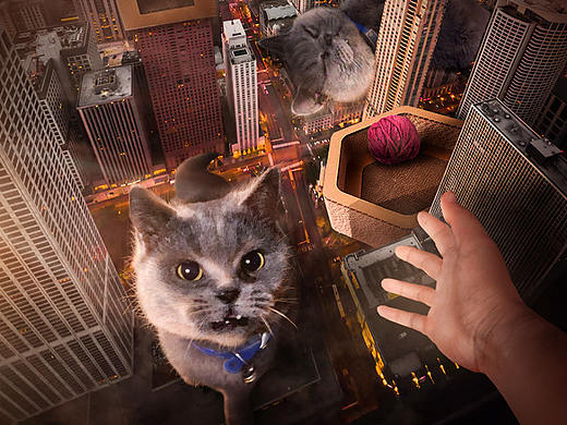 合成练习 丨 养了只大猫叫小明（个人主页-ZMzkzOTg1Mjg=） - 海报 - 站酷设计师Stefco原创素材 - 站酷ZCOOL