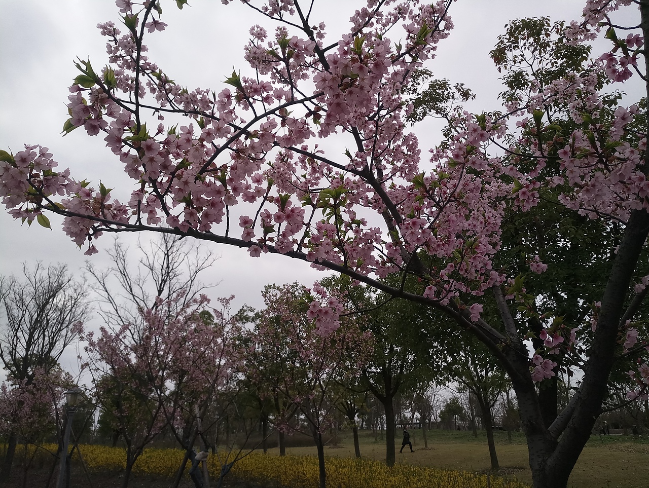 春之密影（图ZMTA4MjU4Mzg0） - 产品摄影 - 站酷设计师珍丫头原创素材 - 站酷ZCOOL