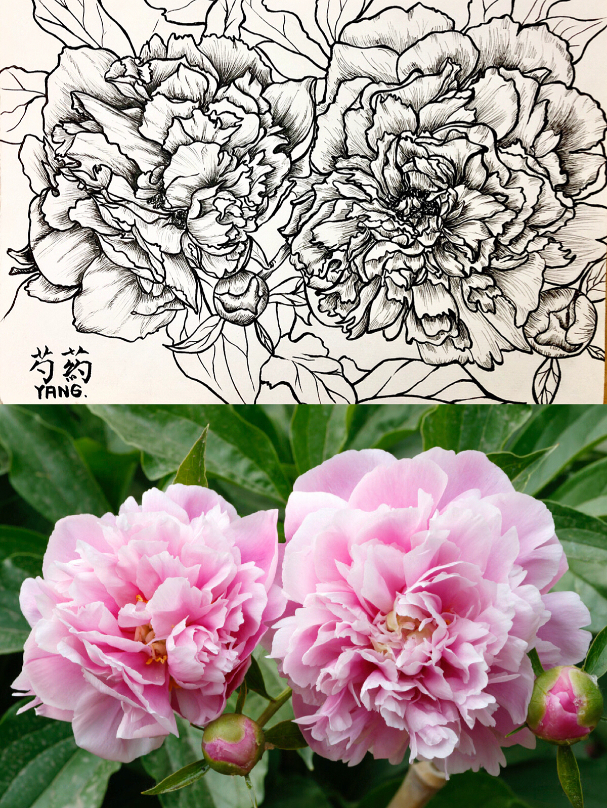 今日花（圖ZMTI5MjY0MTQ4） - 創(chuàng)作習(xí)作 - 站酷設(shè)計師UranX柚原創(chuàng)素材 - 站酷ZCOOL