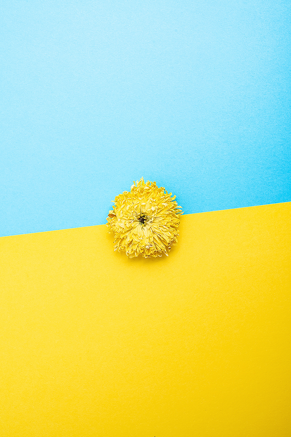 撞色食品静物拍摄