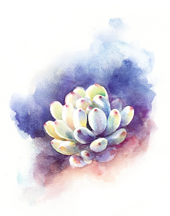 【一滴水手绘】一堆多肉（图ZMjQ2NjkxOTY=） - 商业插画 - 站酷设计师一滴水_小水原创素材 - 站酷ZCOOL