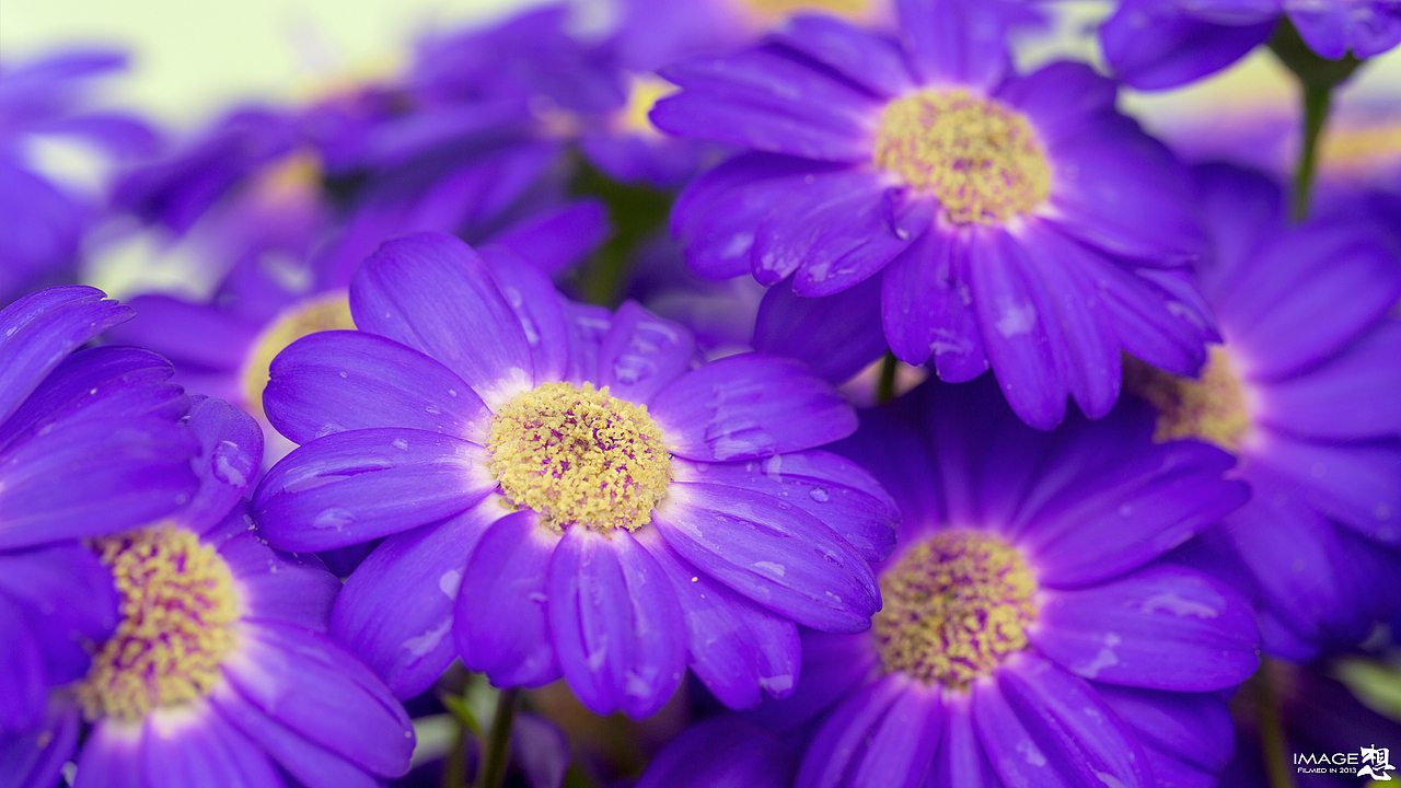 《妖精之花》_想·享摄影（图ZMTU2NjMxMDA=） - 风光摄影 - 站酷设计师Image想原创素材 - 站酷ZCOOL