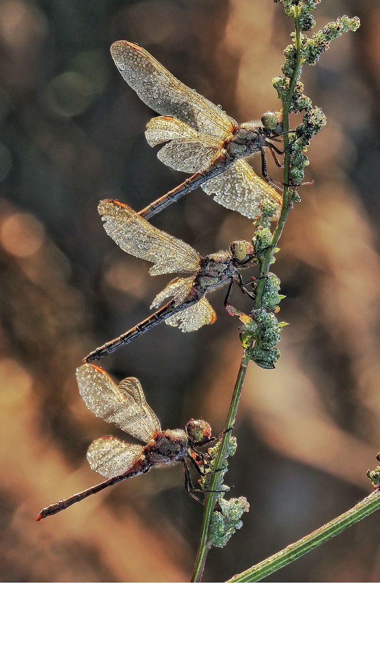 【生态摄影】世界渺小到让你只想溫柔相待
