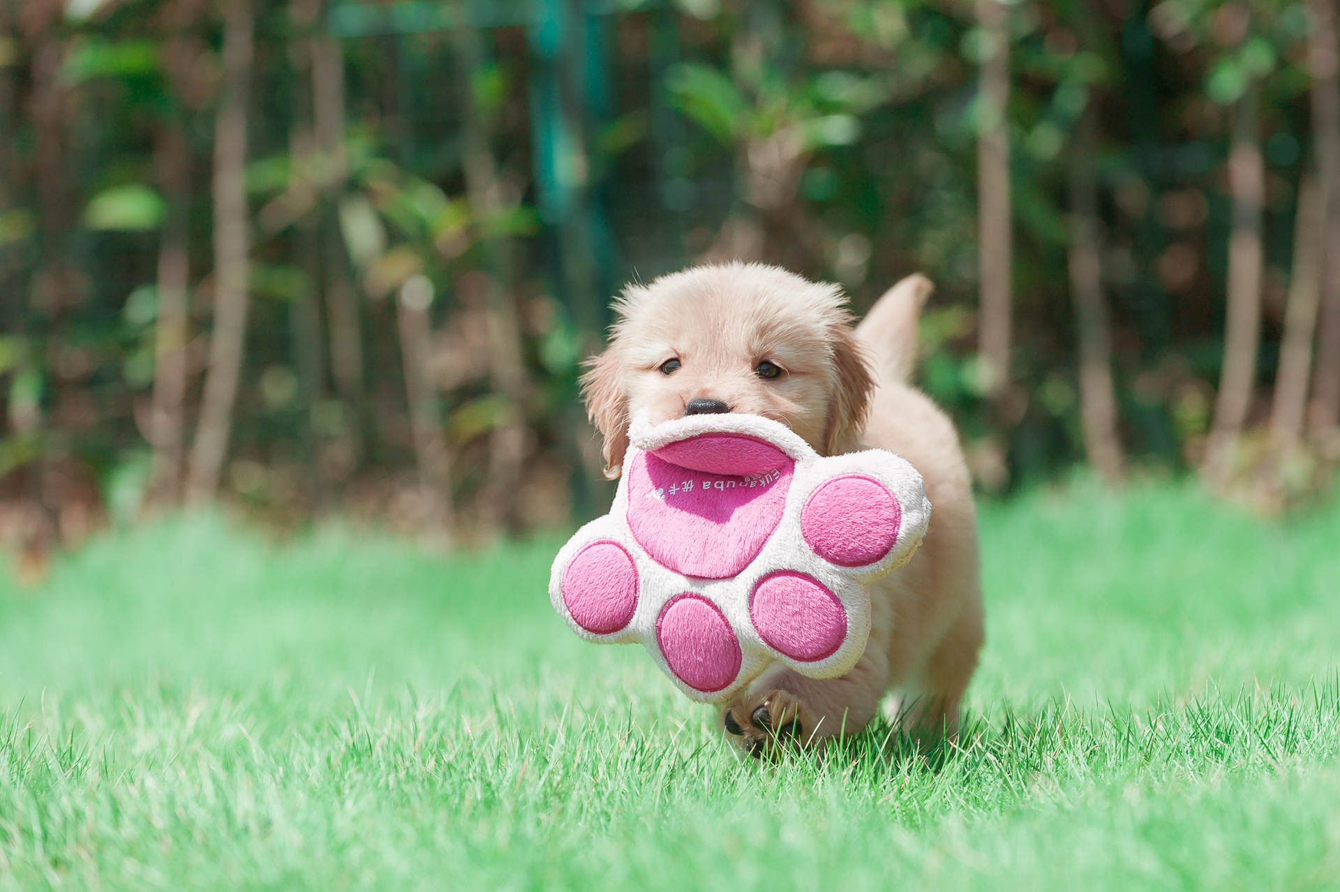 掏空你血槽的一群小鸡(金)毛【均木纪实宠物摄影】
