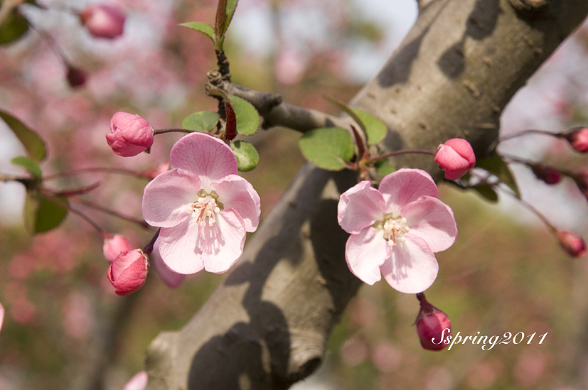 四月芳菲——垂丝海棠（图ZMjcyNzE4NA==） - 风光摄影 - 站酷设计师慢熟的兔子原创素材 - 站酷ZCOOL