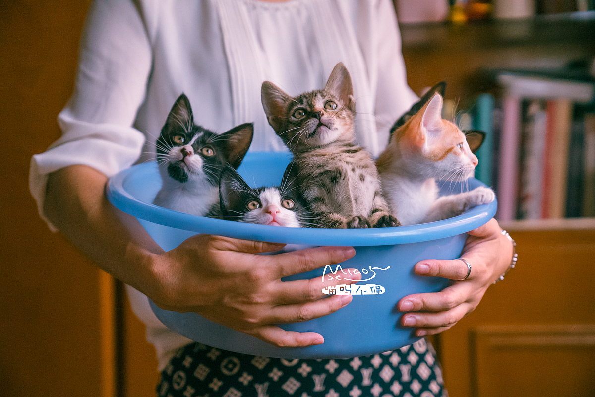 朋友家收养的奶猫们毕业啦（图ZOTAyMTAzNjg=） - 宠物摄影 - 站酷设计师喵呜不停原创素材 - 站酷ZCOOL