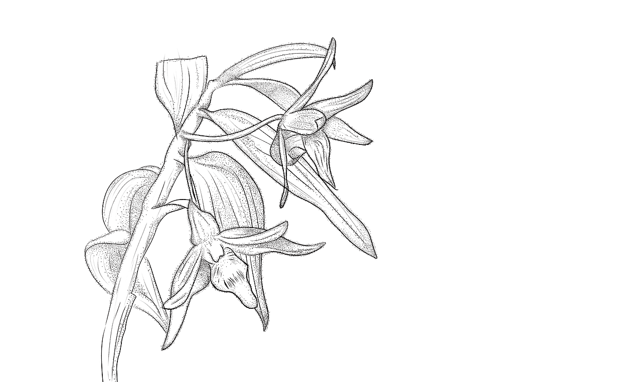 包装案例铁皮石斛花