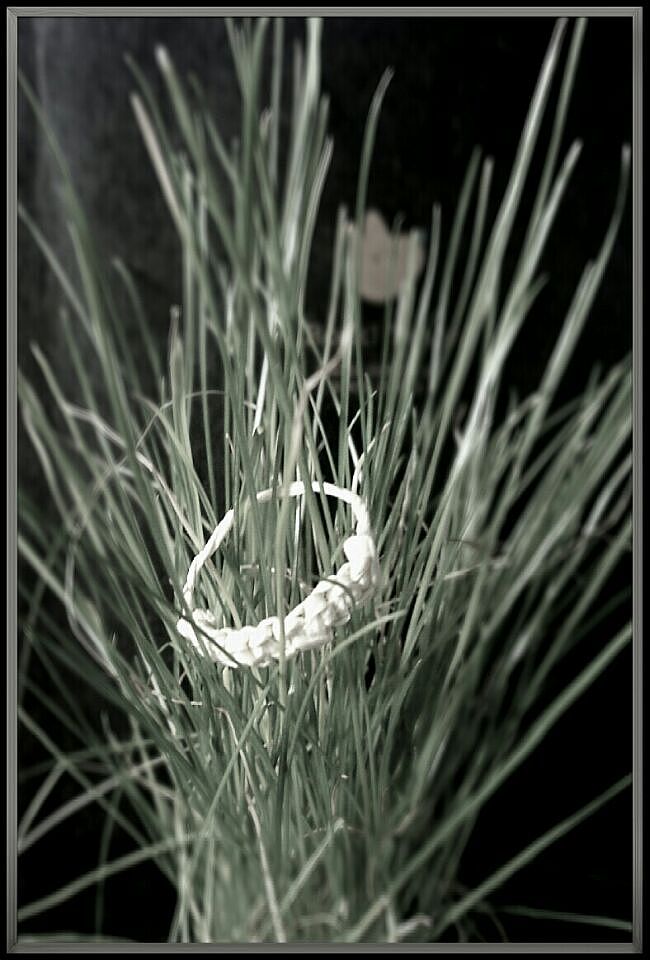 找不到主人的草戒