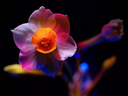 祸害邻居家的-花草