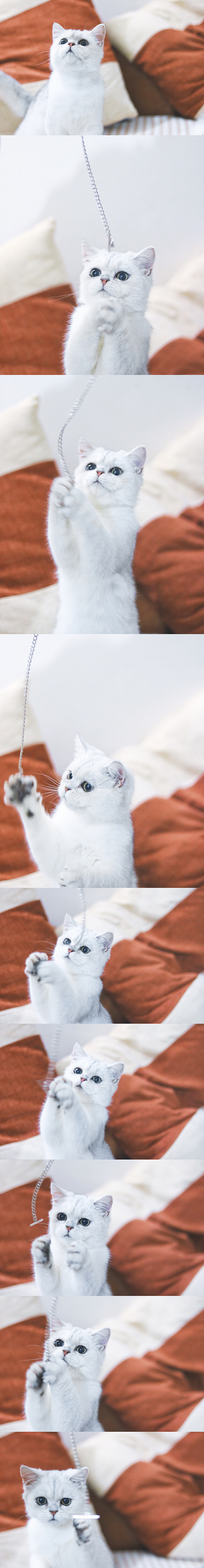 嘿，你想和我玩耍吗？（图ZNzgxNzQzNjg=） - 宠物摄影 - 站酷设计师GlaceYyy原创素材 - 站酷ZCOOL