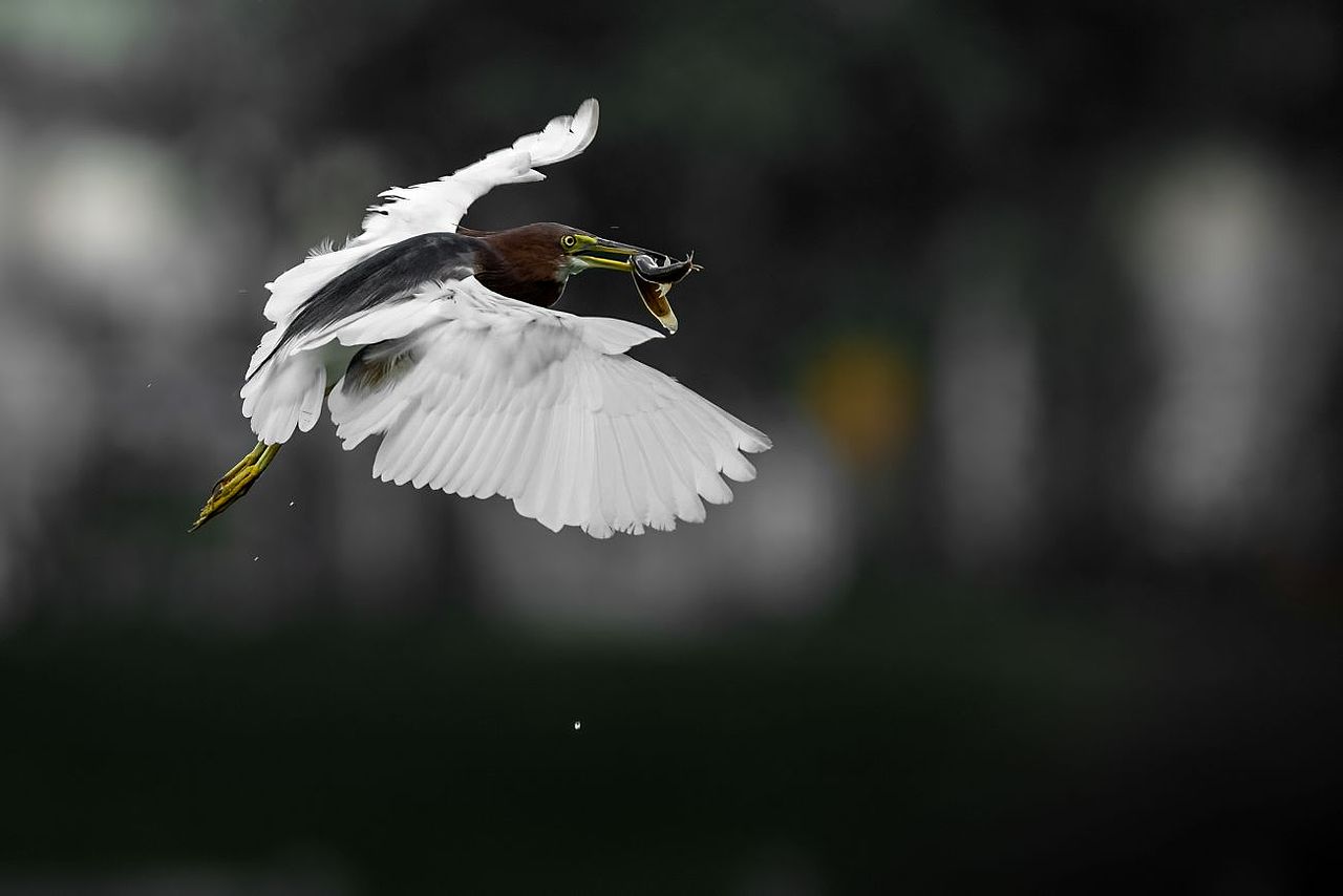 感悟自然·年度观鸟精华