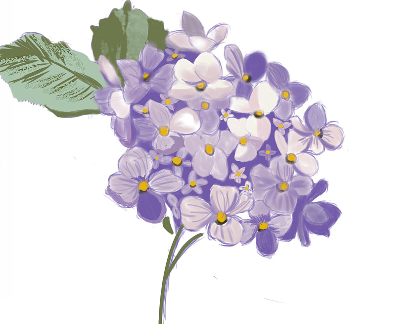 手绘花朵|插画|创作习作|sunnyzhu - 原创作品 - 站酷 (zcool)