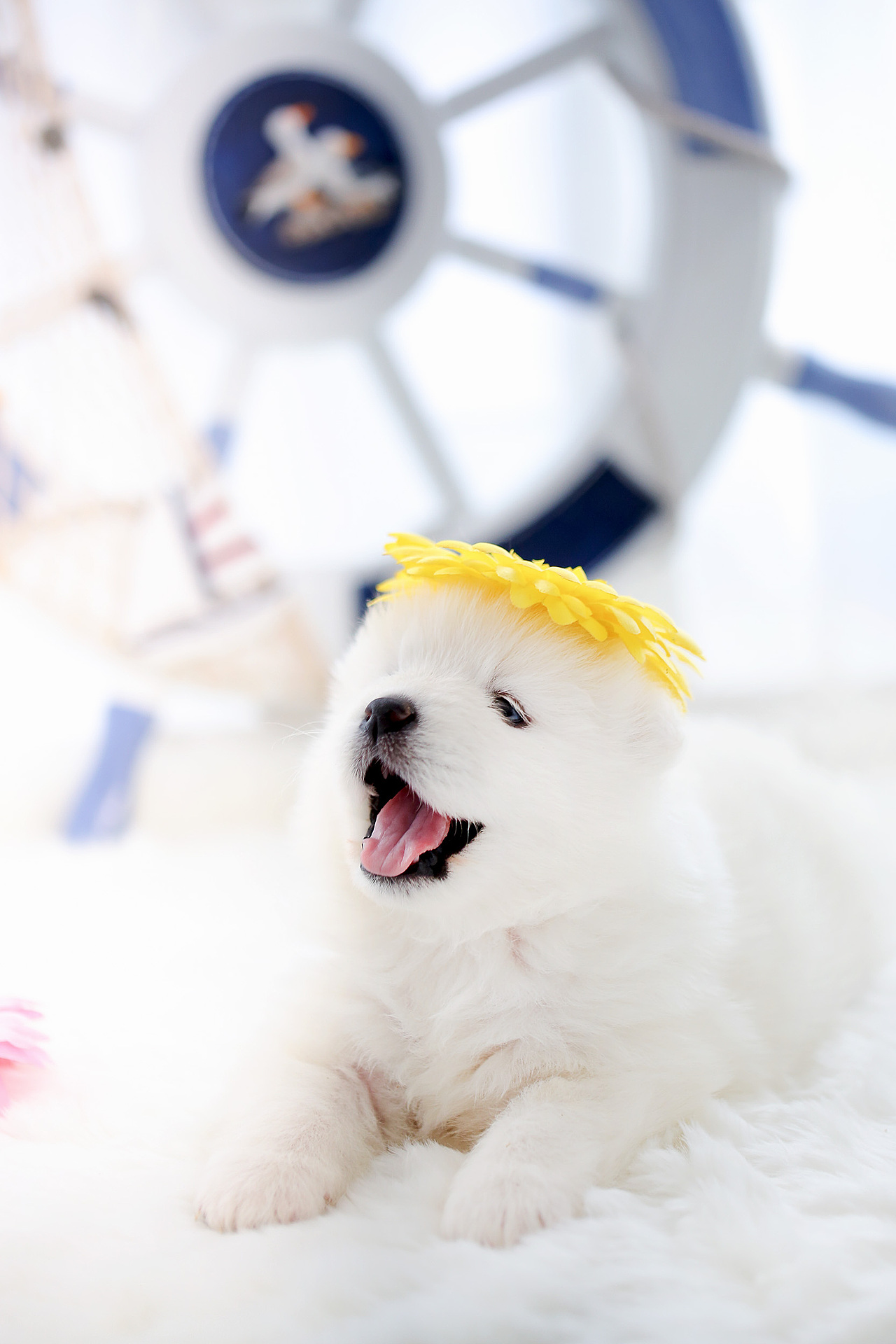 【宠爱宠拍】北极熊幼崽（图ZNTA5MzM4NjA=） - 宠物摄影 - 站酷设计师l784028626原创素材 - 站酷ZCOOL