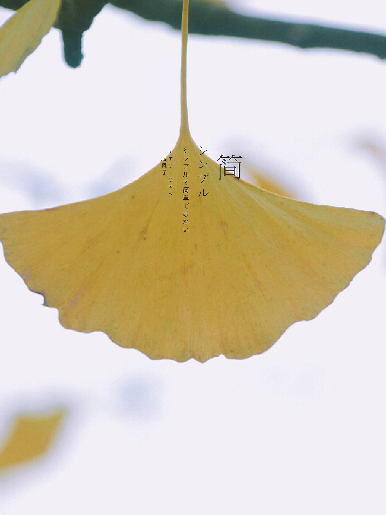 银杏（图ZOTgxNzUxODA=） - 风光摄影 - 站酷设计师爱摄影的五花肉原创素材 - 站酷ZCOOL