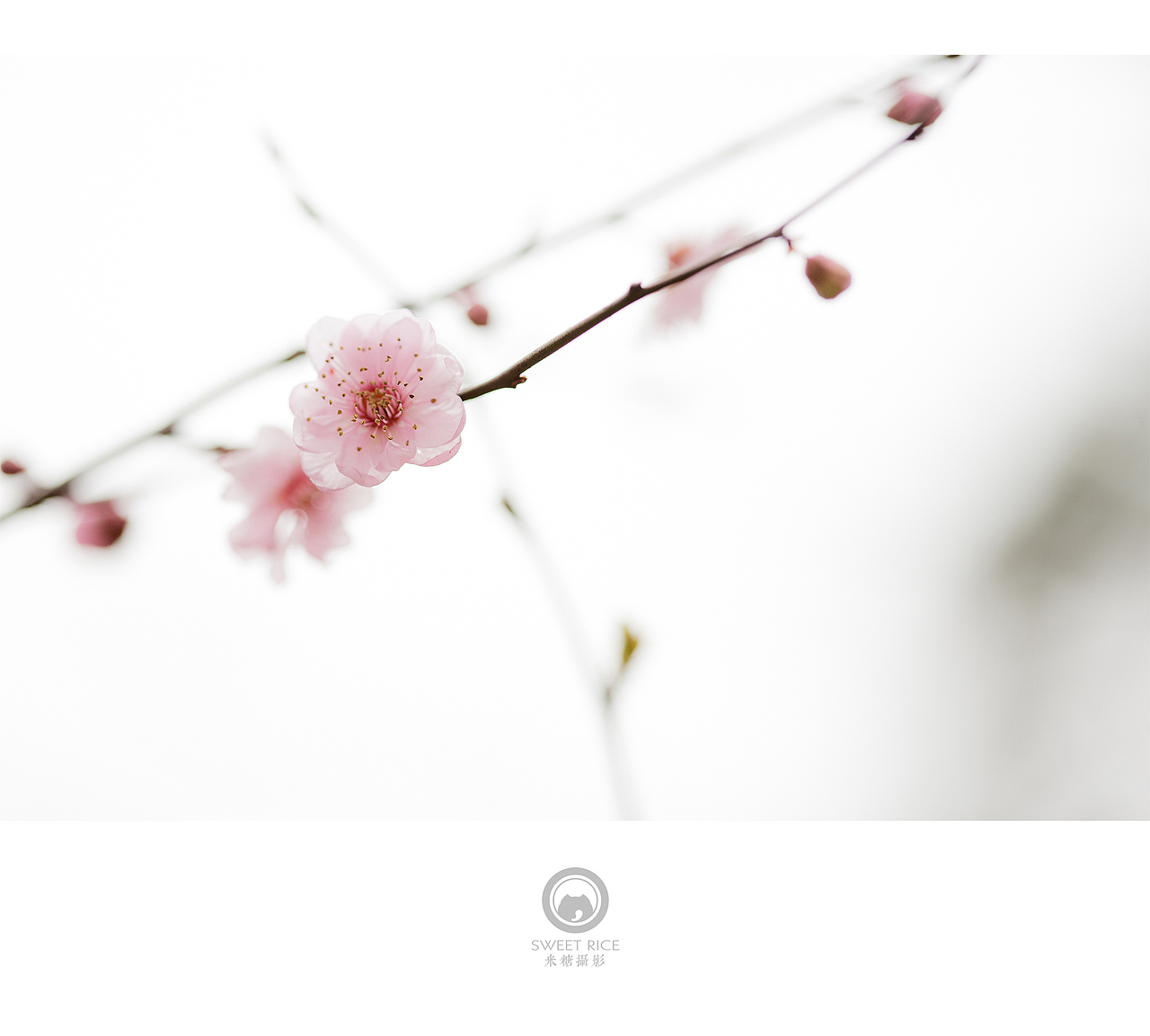 青雨嗅春（图ZNDQwOTU0NzY=） - 风光摄影 - 站酷设计师挂糖原创素材 - 站酷ZCOOL